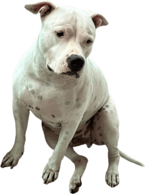 Nico sentado, cachorro branco de pelo curto, olhando para a câmera