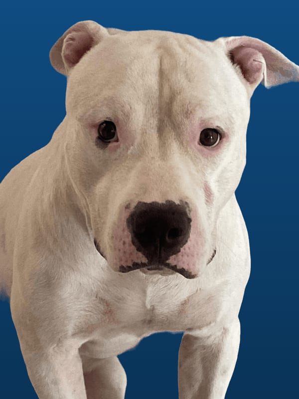 Nico, cachorro branco de pelo curto e orelhas rosadas, olhando para a câmera